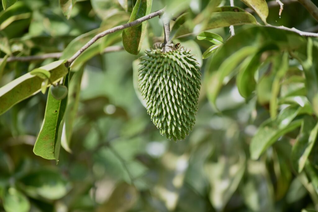 The picture shows an immature guanabana fruit, about 10 cm in length.
